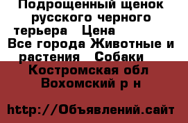 Подрощенный щенок русского черного терьера › Цена ­ 35 000 - Все города Животные и растения » Собаки   . Костромская обл.,Вохомский р-н